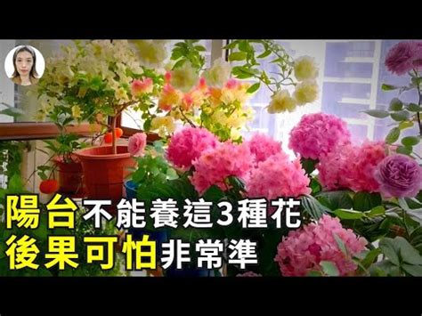 陽台可以種玫瑰花嗎|陽台變身浪漫花園：新手也能輕鬆種出嬌豔玫瑰